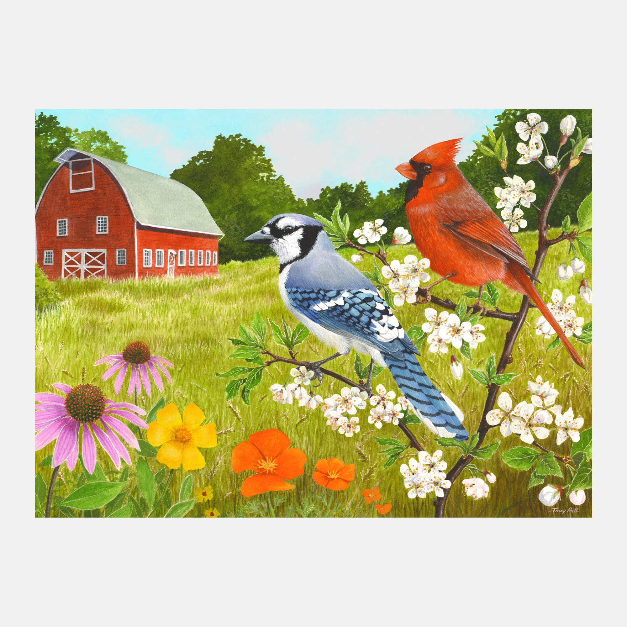 Summer Birds - Image 10